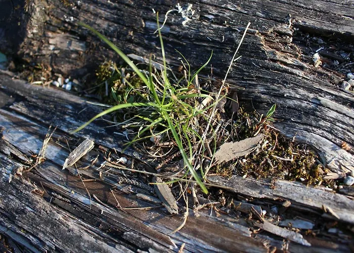 Inge Gasthuis Hinterstoder